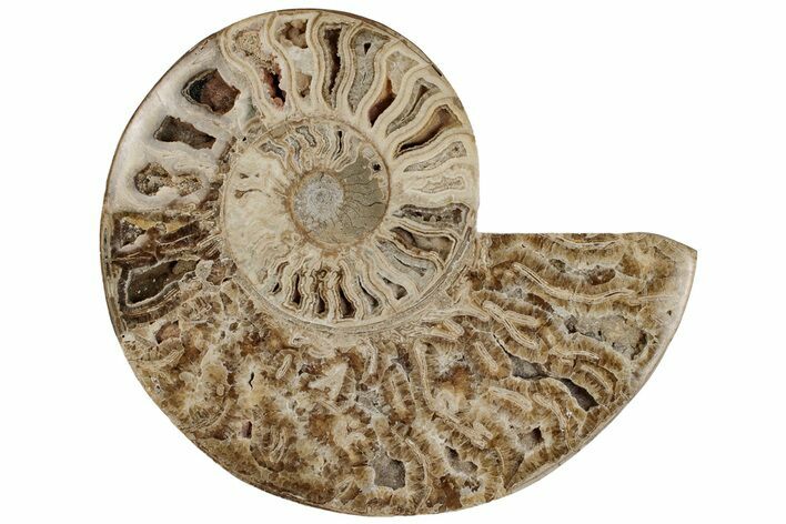 9.5" Choffaticeras ("Daisy Flower") Ammonite Half - Madagascar